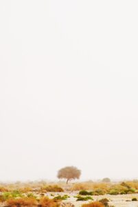 5歳男の子におすすめのアニメはどれですか？