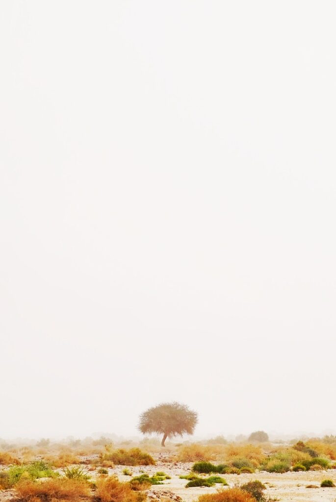 5歳男の子におすすめのアニメはどれですか？