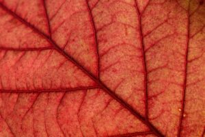 4歳男の子におすすめのアニメはHuluでどれ？