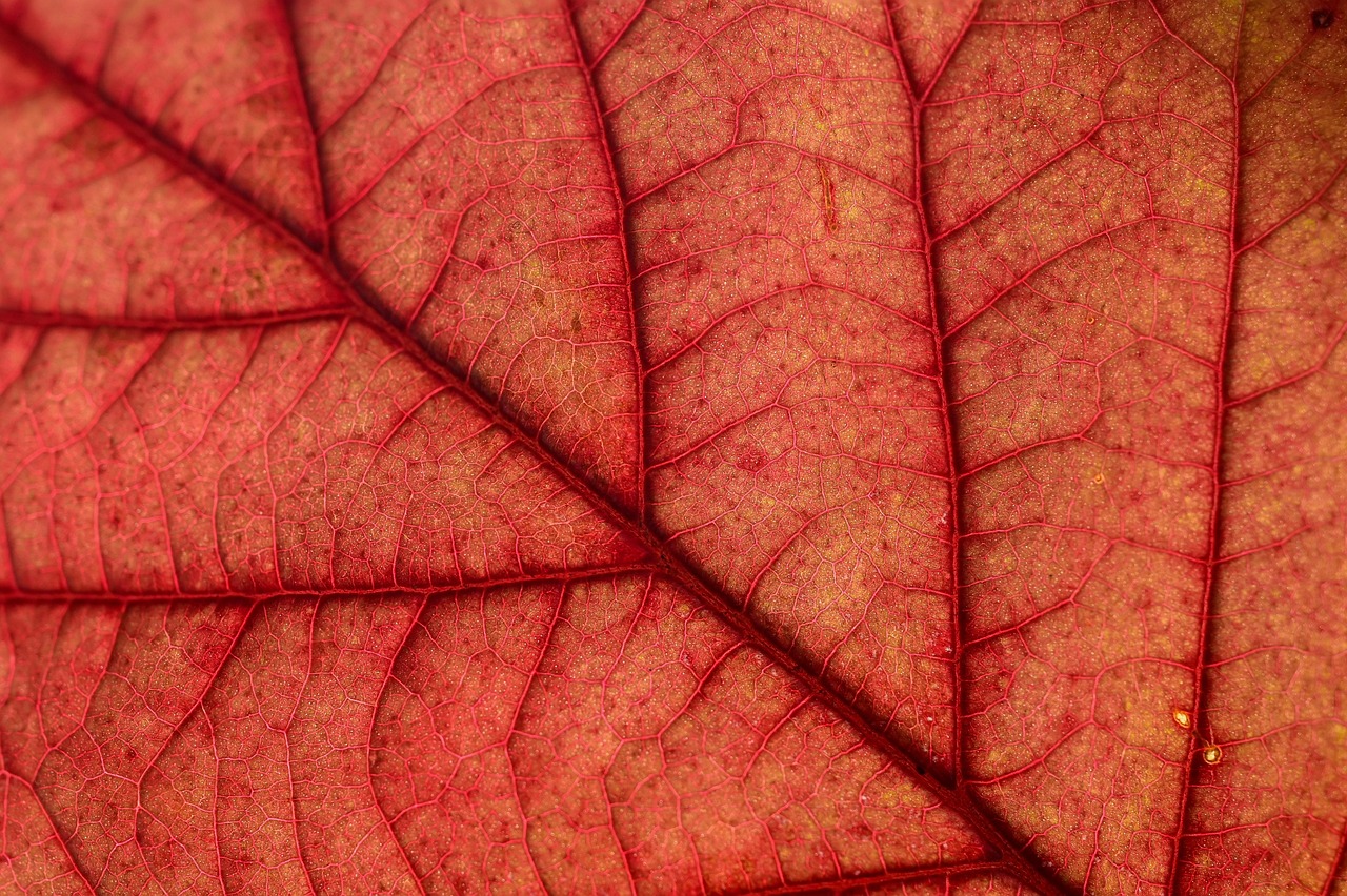 4歳男の子におすすめのアニメはHuluでどれ？