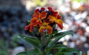 2歳の子供におすすめのアニメはHuluでどれですか？