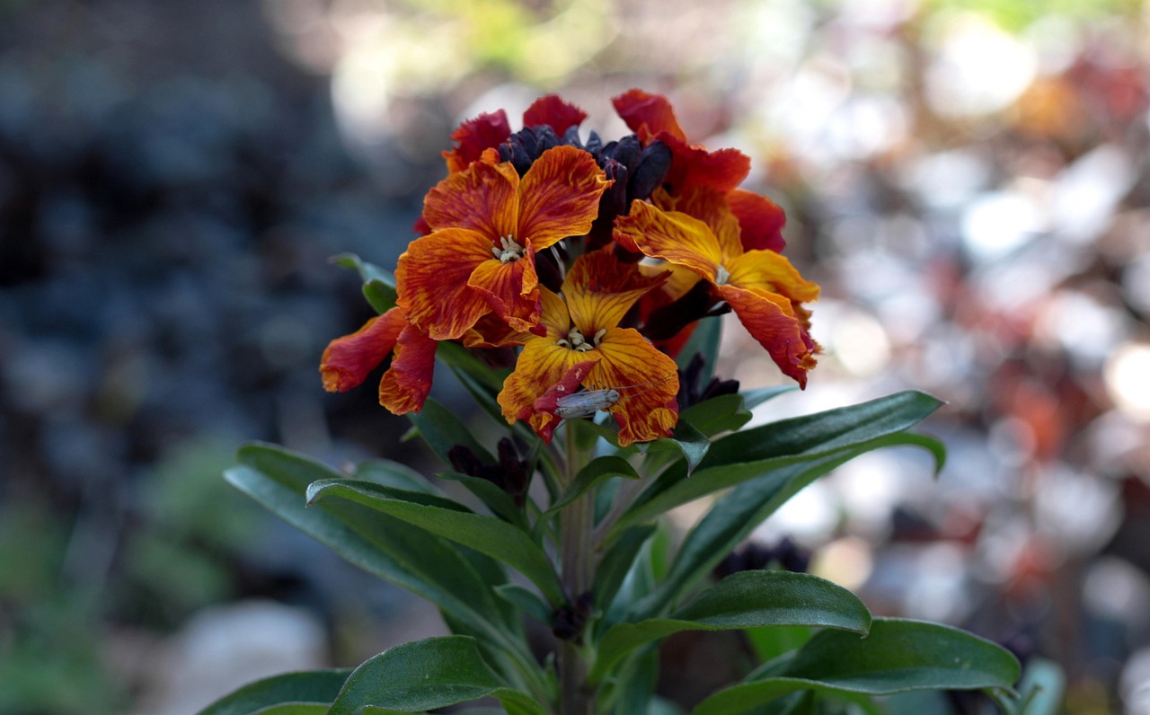 2歳の子供におすすめのアニメはHuluでどれですか？