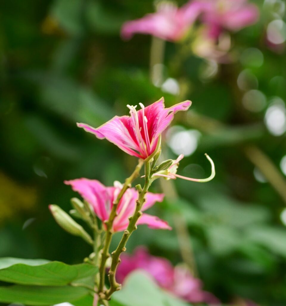 習い事後にちょい見せしたいおすすめのアニメは？